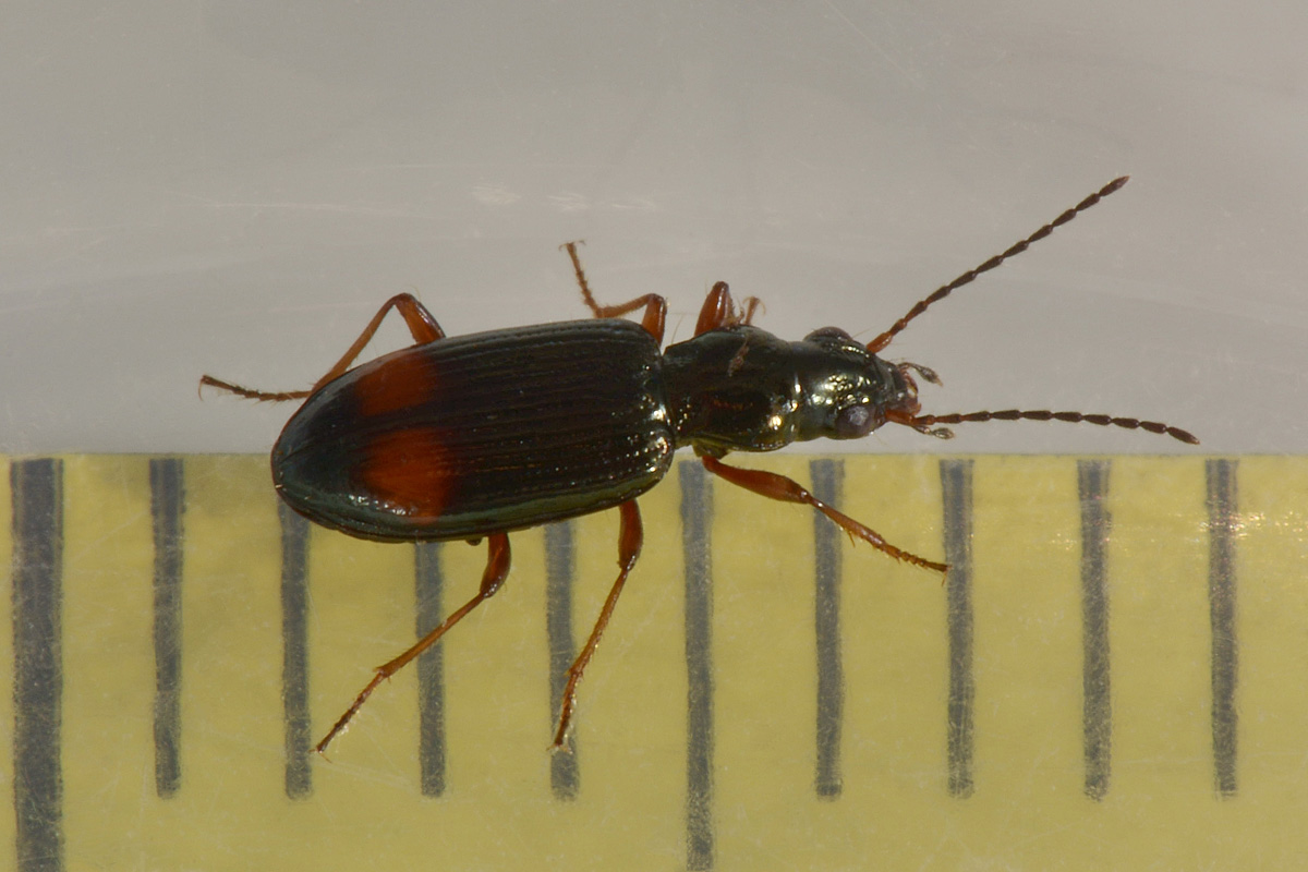 Bembidion modestum? s... cio, Ocydromus modestus